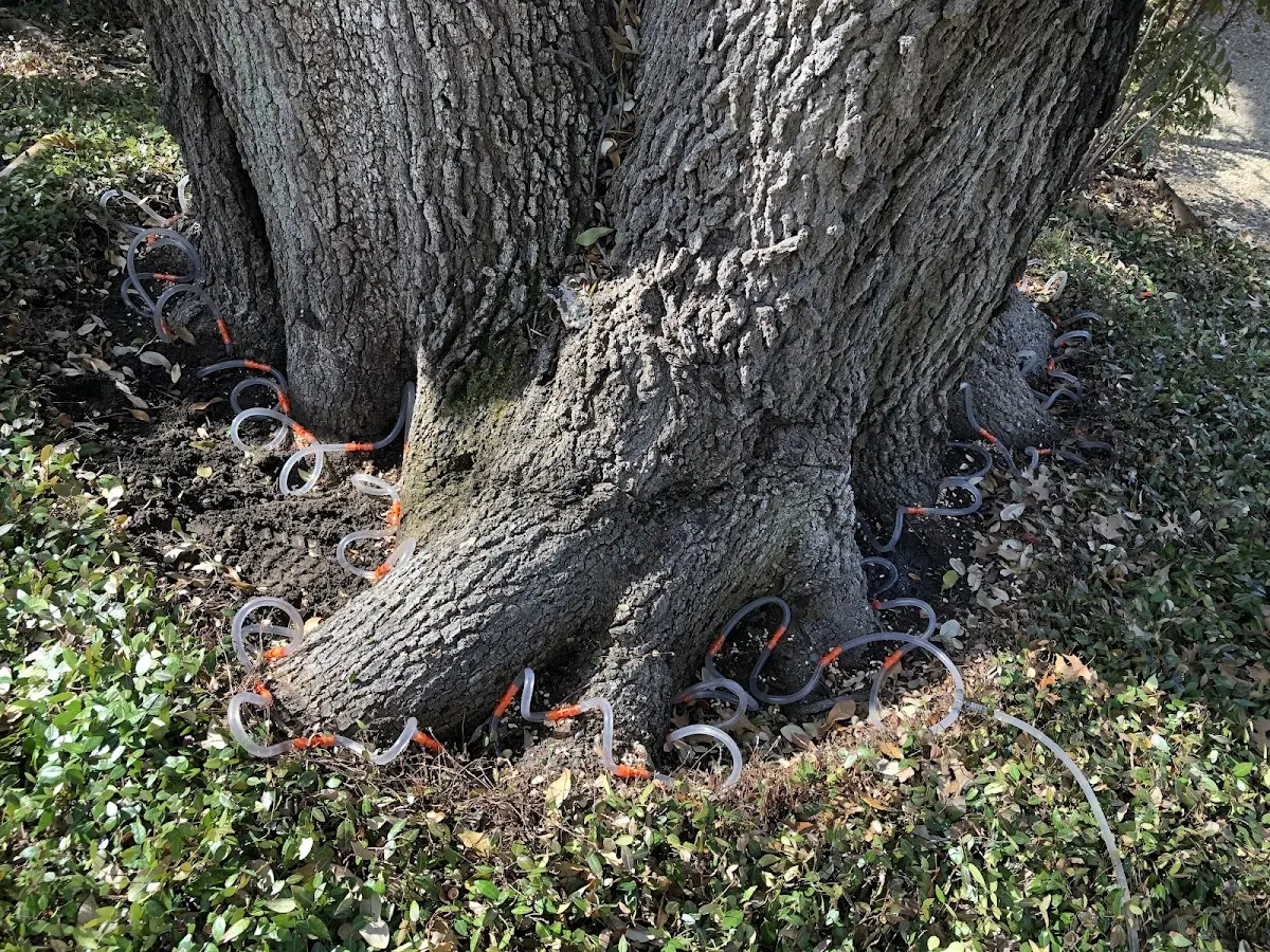 Detailed Tree Cabling and Bracing job site in Santa Monica