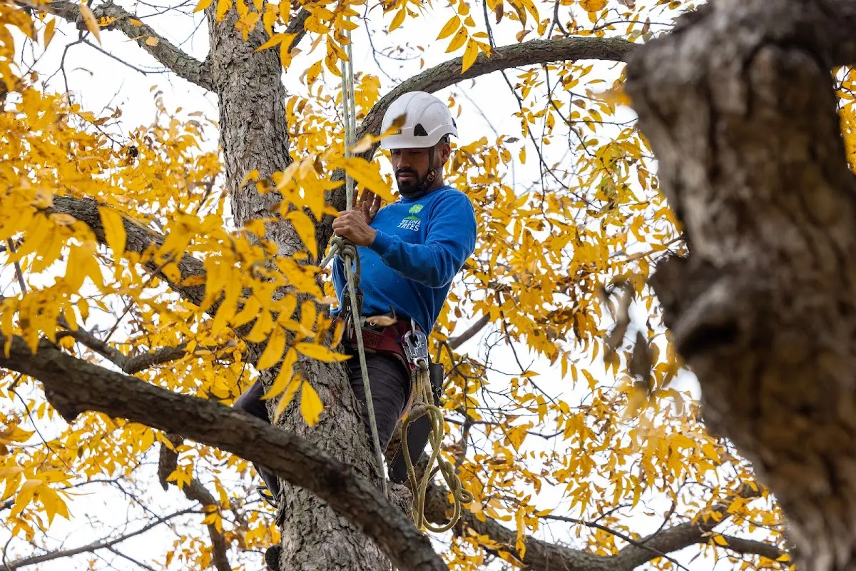 Skilled Tree Planting crew working in Santa Monica