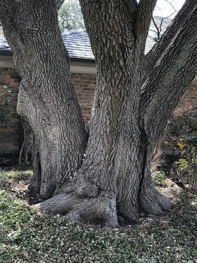 Mature heritage tree close to a Santa Monica property cared for by certified arborists